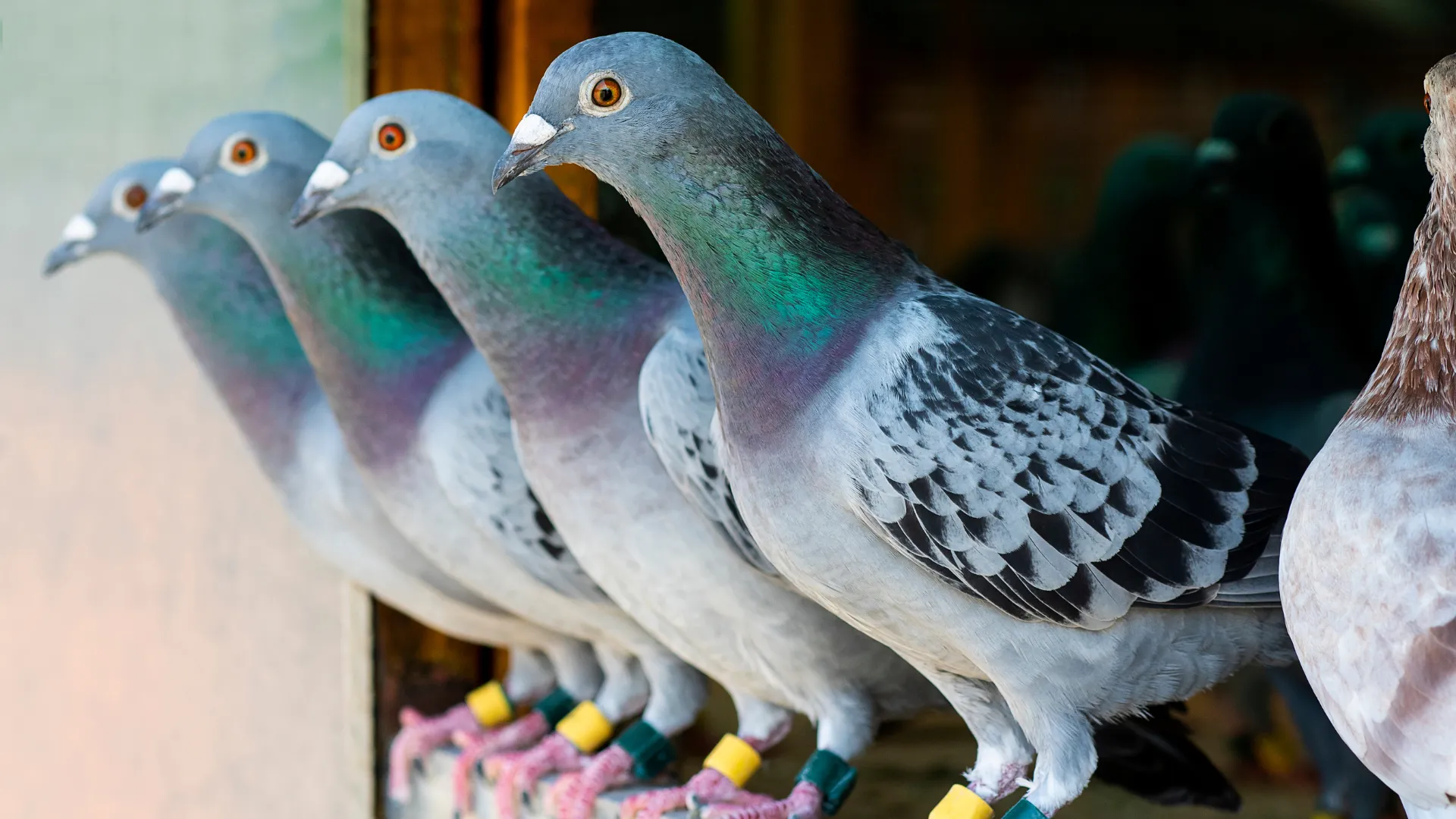 Pigeons-are-a-problem-that-bothers-people