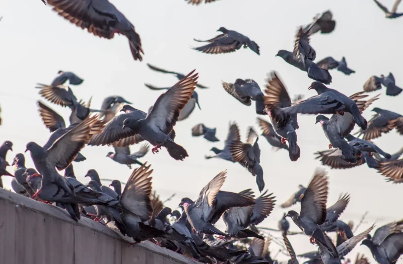 Pigeons-are-a-problem-that-bothers-people