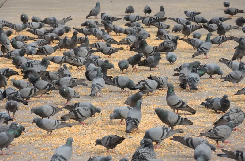 Pigeons-are-a-problem-that-bothers-people